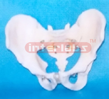 ADULT MALE HUMAN PELVIS